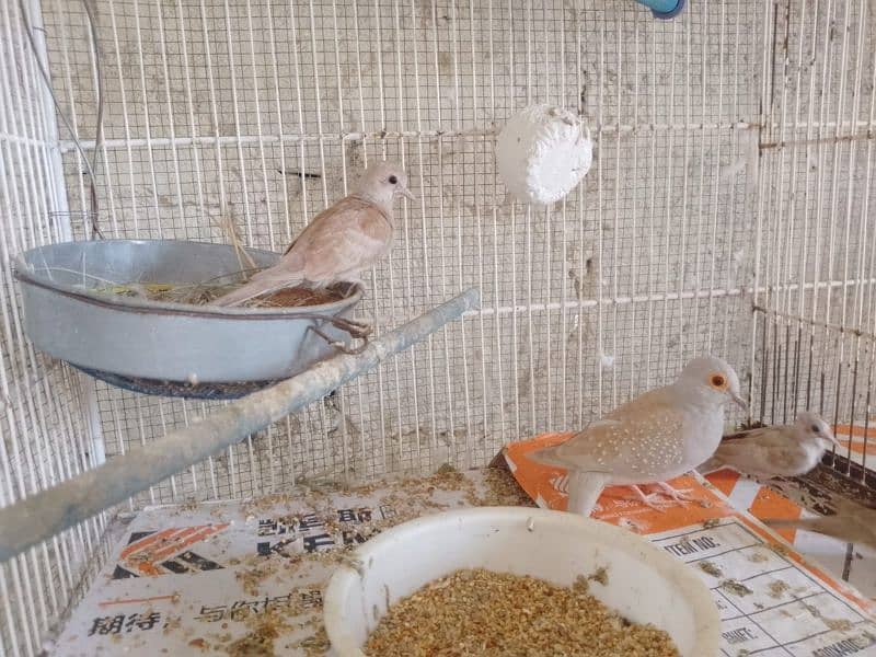 Red dove breeder pair with 2 chicks 0