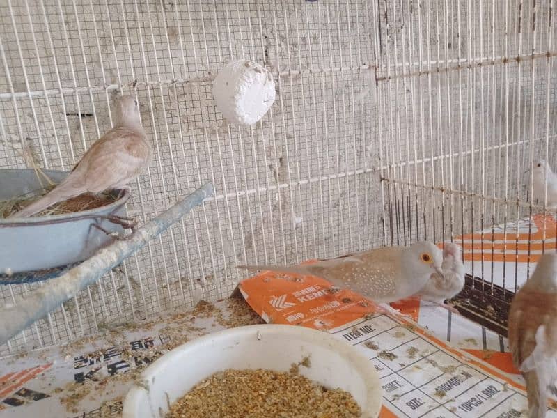 Red dove breeder pair with 2 chicks 1