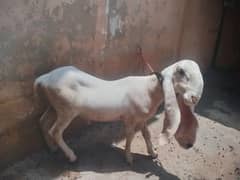 pure Sargodha kajla 5 nag / sheep / goat / bakra / kajla for sale