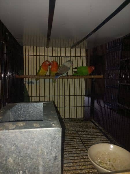 lovebirds breeder pair and 2 chicks 100% breeder 0