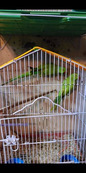 Ringneck parrots 1
