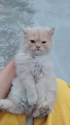 persian kitten pure triple coated