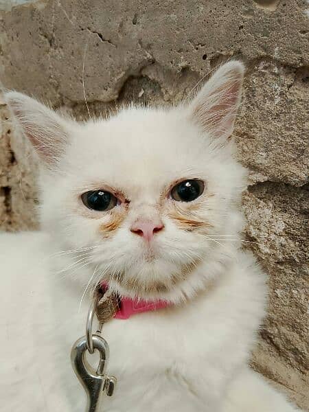 Pershion cat 3