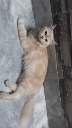 persian Cat Female