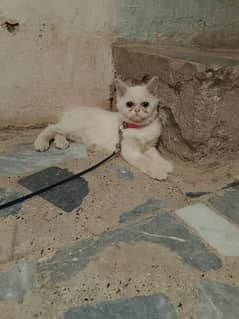 Pershion cat
