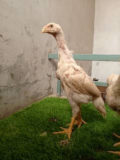 Shamo chicks available for sale 0
