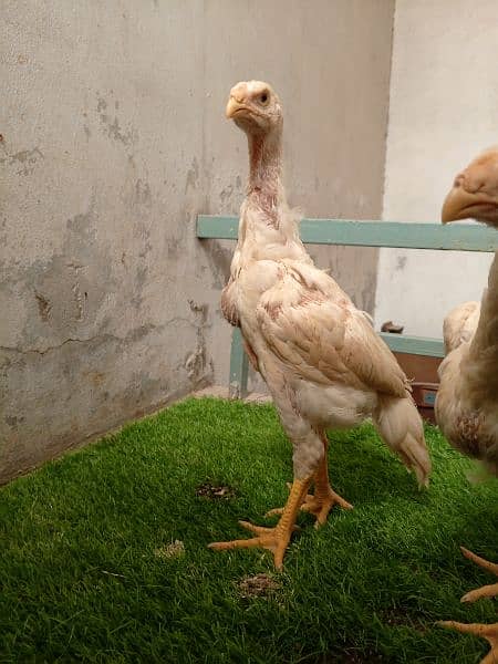 Shamo chicks available for sale 1