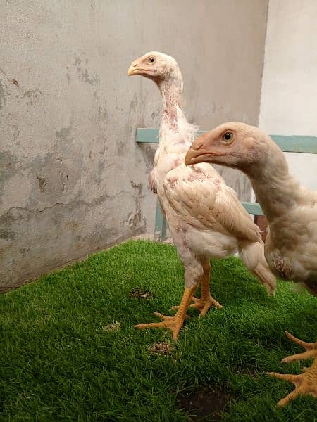 Shamo chicks available for sale 2