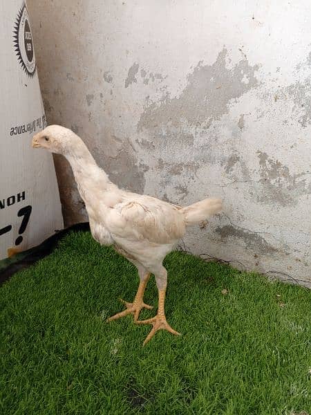 Shamo chicks available for sale 3