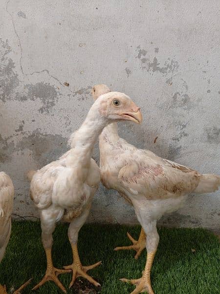 Shamo chicks available for sale 4