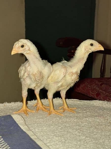 Shamo chicks available for sale 5