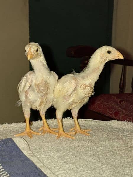 Shamo chicks available for sale 6