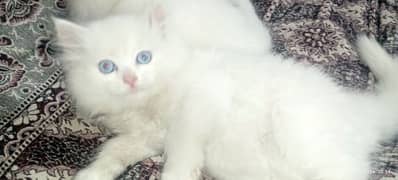 Persian kittens Age 1 month or  6 month