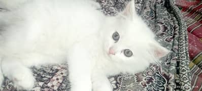 Persian kittens Age 1 month or  6 month