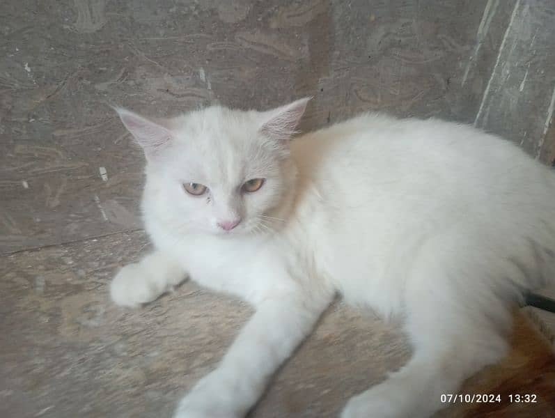 Persian kittens Age 1 month or  6 month 1