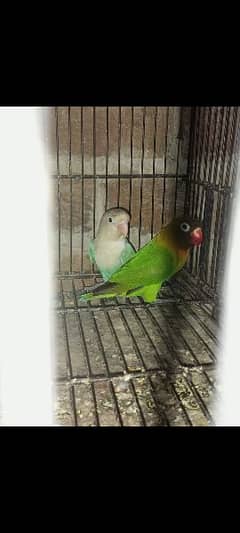 love bird breeder pair