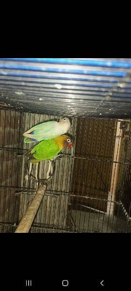 love bird breeder pair 4