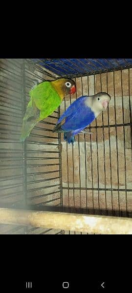 love bird breeder pair 5