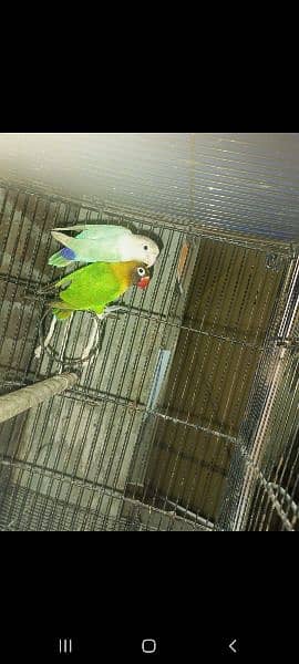 love bird breeder pair 9