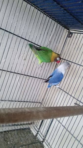 love bird breeder pair 15