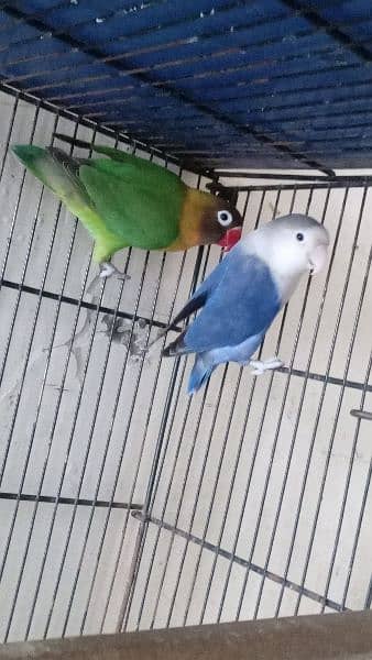 love bird breeder pair 16