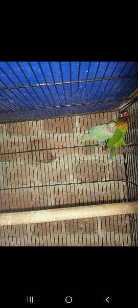 love bird breeder pair 17