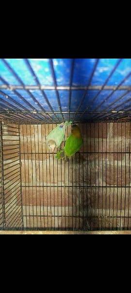 love bird breeder pair 18