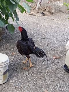 Aseel cock for sale