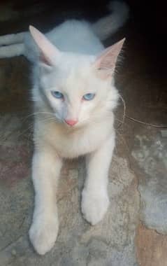 amarican blue eyes cat
