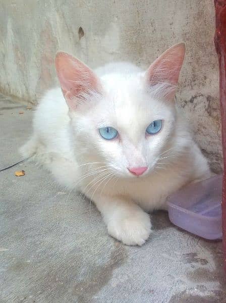 amarican blue eyes cat 1