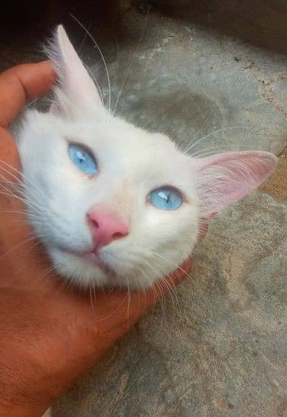 amarican blue eyes cat 2