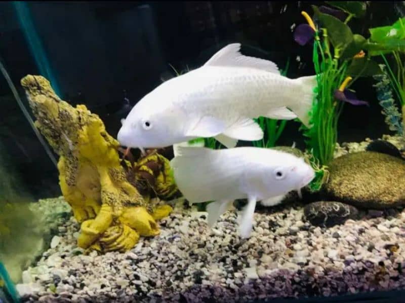 Diamond Fish Pearl White Colour For Sale. 0