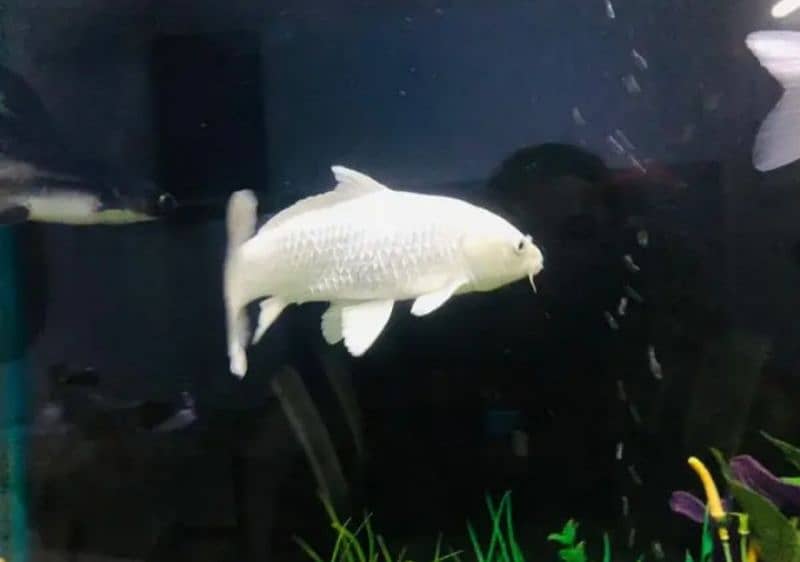 Diamond Fish Pearl White Colour For Sale. 5