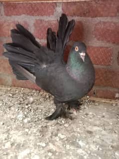 Black fantail breeder male