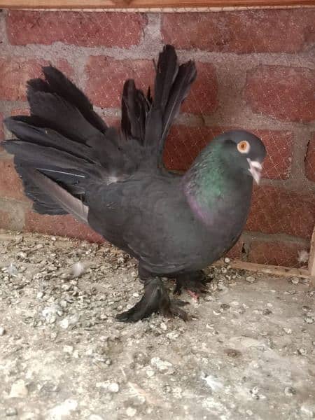 Black fantail breeder male 3