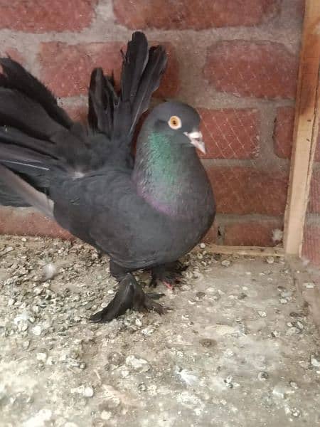 Black fantail breeder male 4