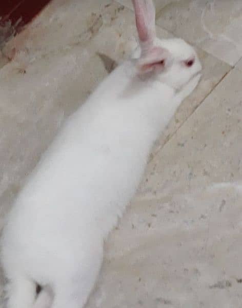 rabbit 0