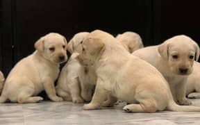 imported bloodline british labrador 03240515624 03014615555