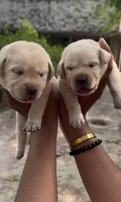 labrador fawn and black puppies for  sale contact number 03087006267