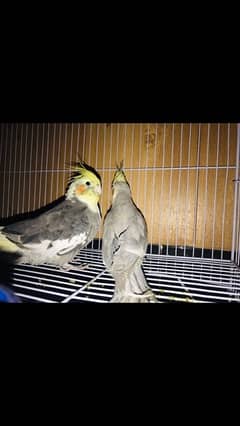 cockteil breeder pair with cage and box