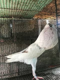 ghubara, English pouter male, cage