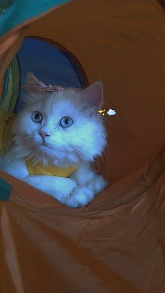 Persian female cat with blue eyes 0