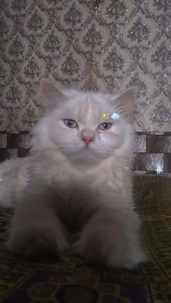 Persian female cat with blue eyes 1