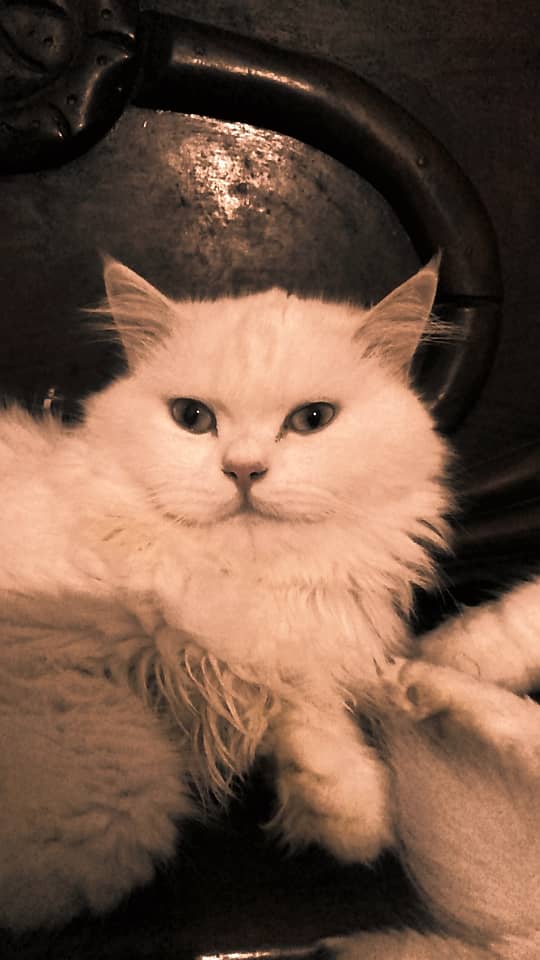 Persian female cat with blue eyes 3