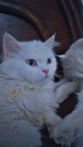 Persian female cat with blue eyes 5