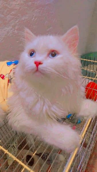 Persian female cat with blue eyes 6