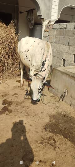 Mashallah bht achi cow or sath wachi for sale