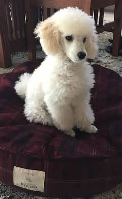 french poodle puppies available looking for a new home