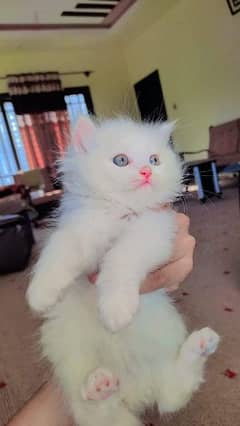 Persian triple coated kittens available free Cod available