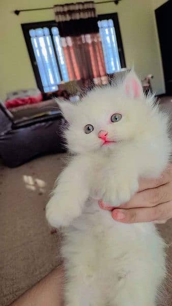 Persian triple coated kittens available free Cod available 1